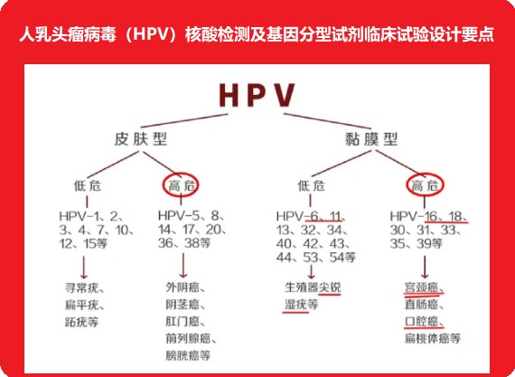 人乳头瘤病毒（HPV）核酸检测及基因分型试剂临床试验设计.jpg